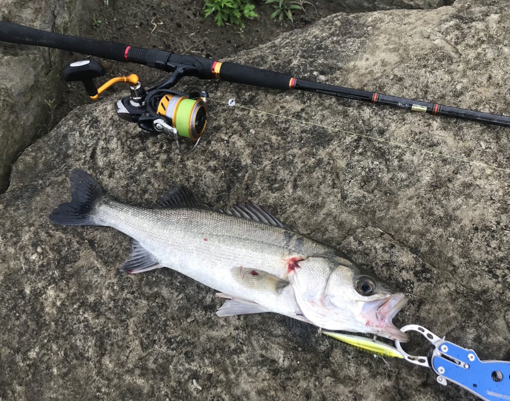 釣り人p みやp 葛西臨海公園でのデイシーバスデビュー 軽く雨降ってたけど投げ続けてよかった ヒットルアー ローリングベイト77 シーバス シーバスフィッシング シーバス釣り 釣り人p みやp 葛西臨海公園でのデイシーバスデビュー 軽く雨降ってたけど投げ続けてよかった ヒットルアー ローリングベイト77 シーバス シーバスフィッシング シーバス釣り