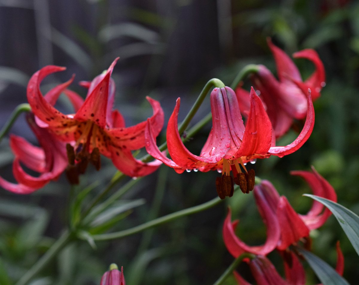 GNPSociety's tweet photo. Summer native lilies are getting started. This beauty is Lilium canadense ssp. editorum and it looks especially nice after an afternoon shower. #georgianative #nativeperennials #nativeplants #georgianativeplantsociety #GNPSociety https://t.co/CVHe4sCbxR