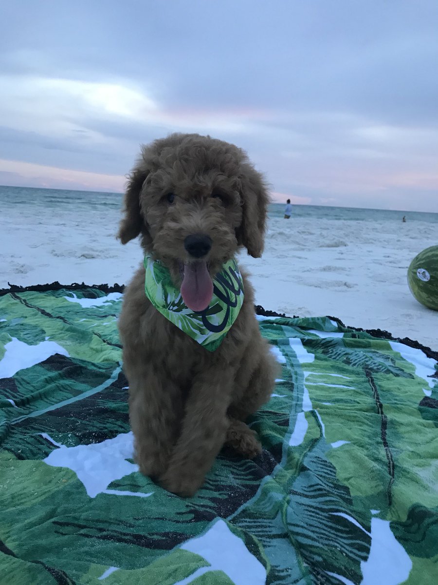 marleebarnett's tweet photo. My real life teddy bear that I’m super obsessed with (if you can’t already tell) https://t.co/5AxdmDPzMT