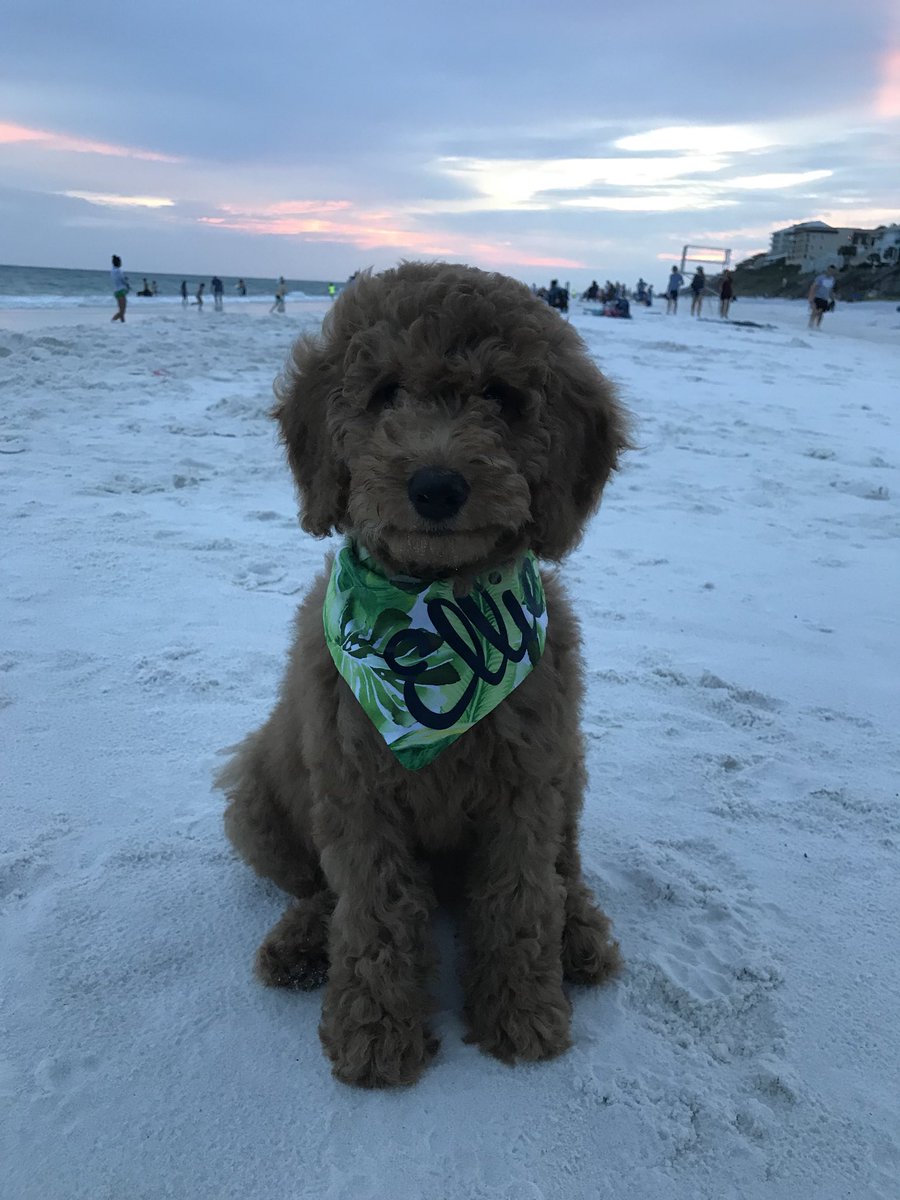marleebarnett's tweet photo. My real life teddy bear that I’m super obsessed with (if you can’t already tell) https://t.co/5AxdmDPzMT