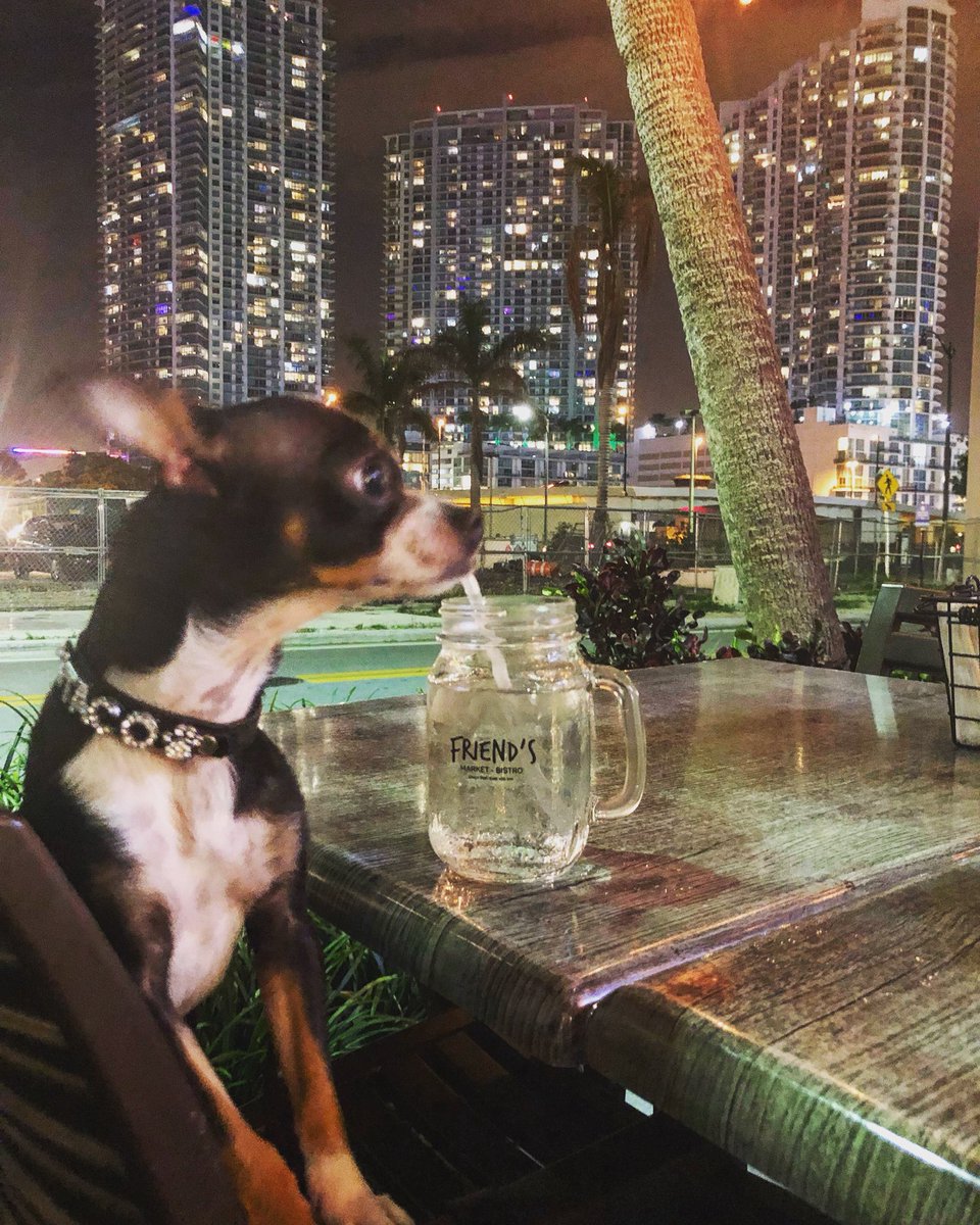 brickellpuppy's tweet photo. #startingisbelieving #miamidog #Chihuahua #dog #brickellistapuppy https://t.co/lpudWei1P6