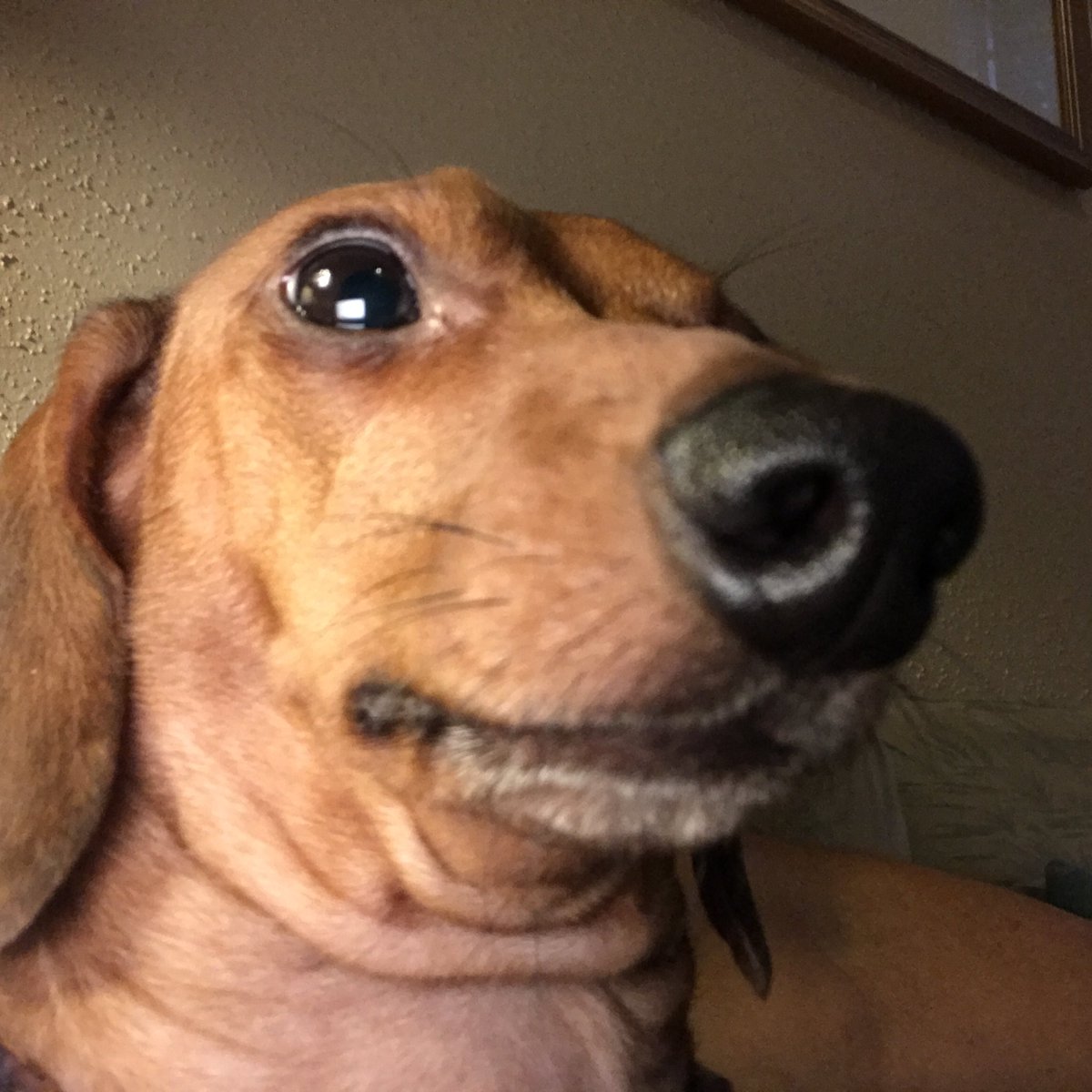 BBSinTX's tweet photo. @EpicCornwell What about wieners? https://t.co/oRcTKTa5Kl