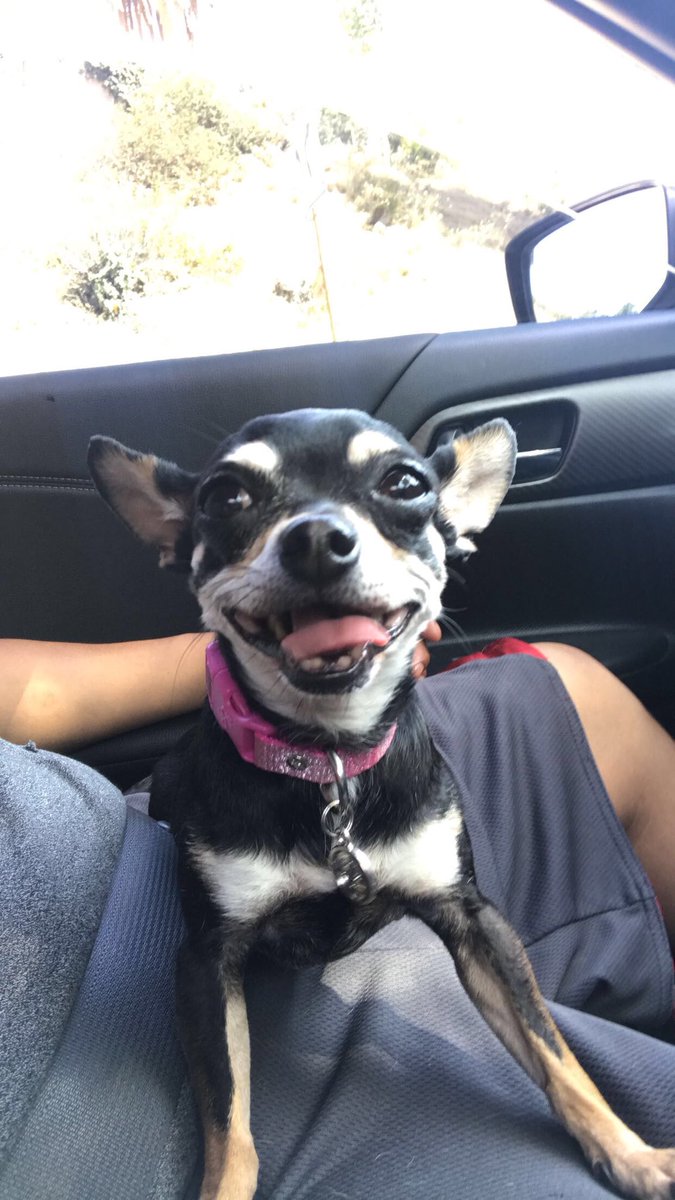 richp823's tweet photo. When people ask if I have a dog, I say I have a pit bull! But in reality it’s Minnie 🐶😬 #trapdog #minnie #gangshit https://t.co/jLJZK4jHBr