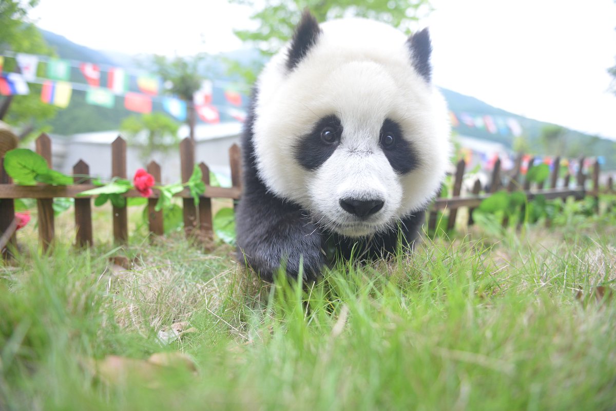 CCTV's tweet image. 【#2018俄羅斯世界杯 熊猫玩轉世界杯 “滾滾”集體踢足球】在四川神樹坪熊猫保護基地幼兒園，工作人員用國旗、木栅欄、籮筐裝飾出了一個小足球場，營造出濃濃的世界杯氛圍。小球員們在奶爸奶媽的引導下，有的爬樹，有的被五顔六色的國旗吸引，有的啃竹竿，玩得不亦樂乎。#大熊猫
