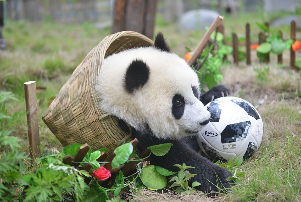 CCTV's tweet image. 【#2018俄羅斯世界杯 熊猫玩轉世界杯 “滾滾”集體踢足球】在四川神樹坪熊猫保護基地幼兒園，工作人員用國旗、木栅欄、籮筐裝飾出了一個小足球場，營造出濃濃的世界杯氛圍。小球員們在奶爸奶媽的引導下，有的爬樹，有的被五顔六色的國旗吸引，有的啃竹竿，玩得不亦樂乎。#大熊猫