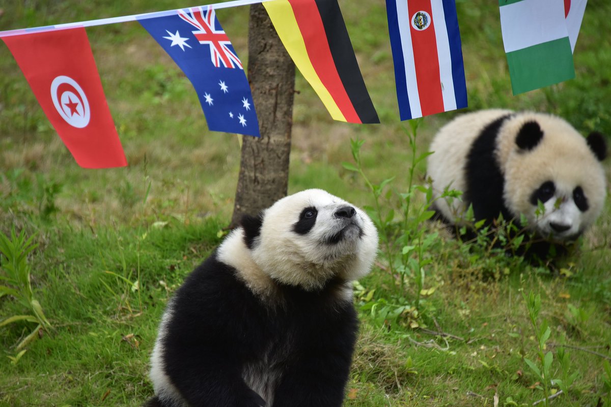 CCTV's tweet image. 【#2018俄羅斯世界杯 熊猫玩轉世界杯 “滾滾”集體踢足球】在四川神樹坪熊猫保護基地幼兒園，工作人員用國旗、木栅欄、籮筐裝飾出了一個小足球場，營造出濃濃的世界杯氛圍。小球員們在奶爸奶媽的引導下，有的爬樹，有的被五顔六色的國旗吸引，有的啃竹竿，玩得不亦樂乎。#大熊猫
