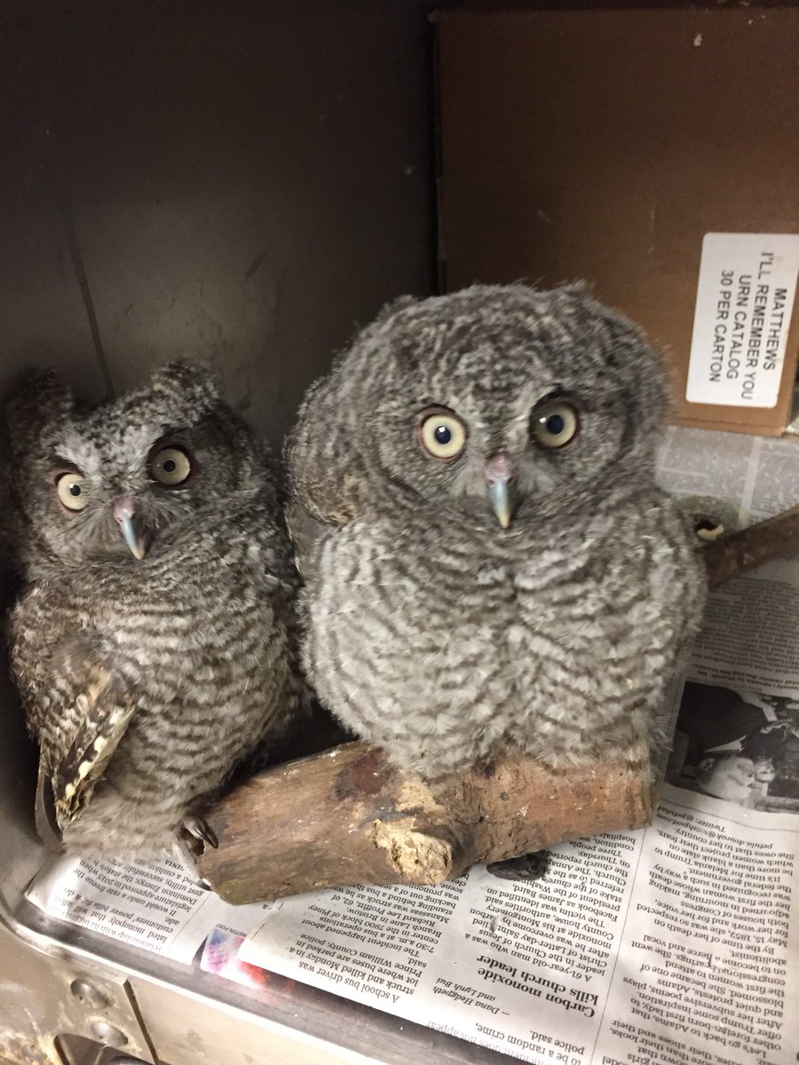 phoenixcenter's tweet photo. Some new patients! Phew it’s our busiest time of year! Whooooo loves owls? https://t.co/tSg2E9phiB