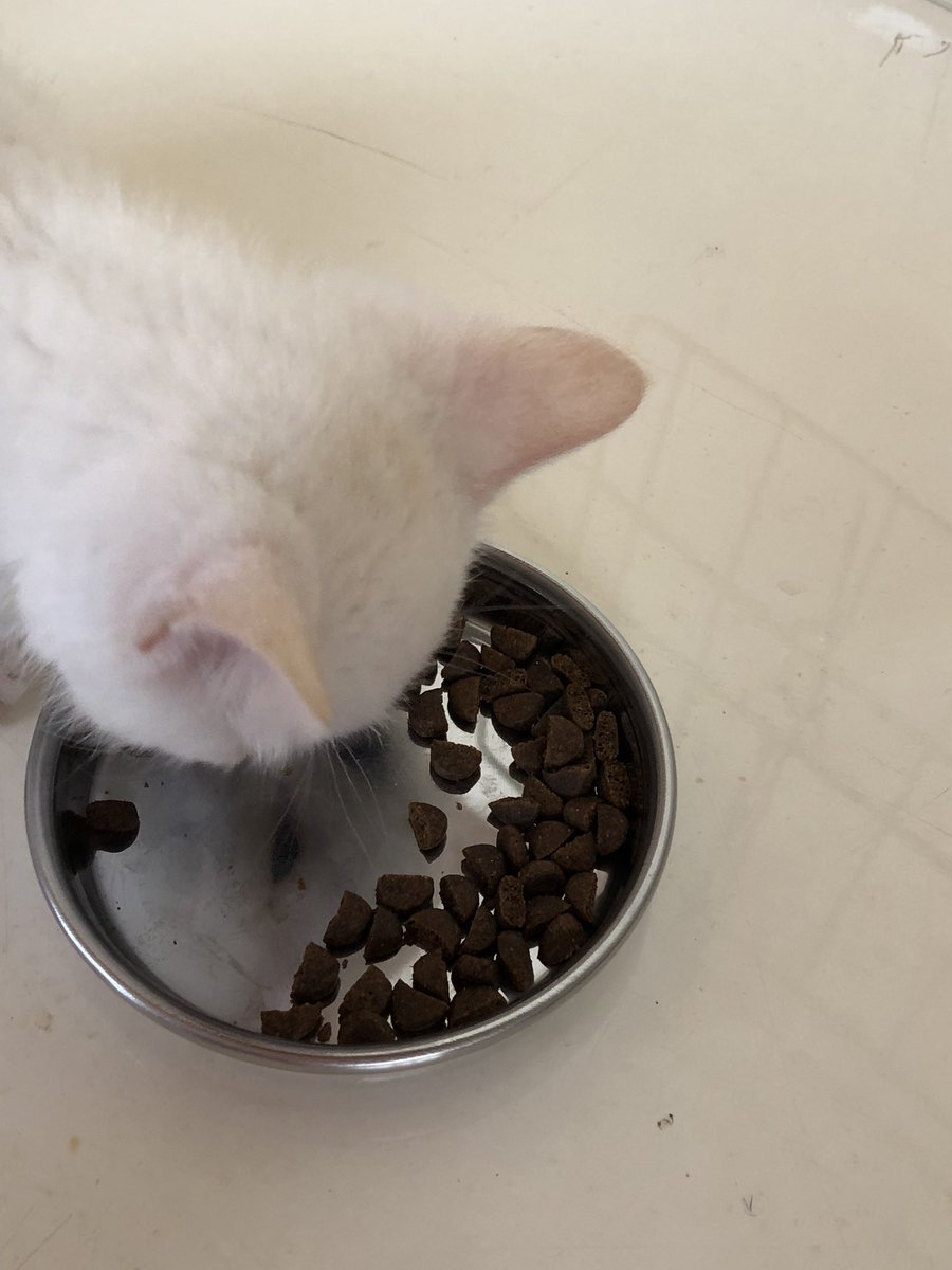 カナガンキャットフード - Twitter Search