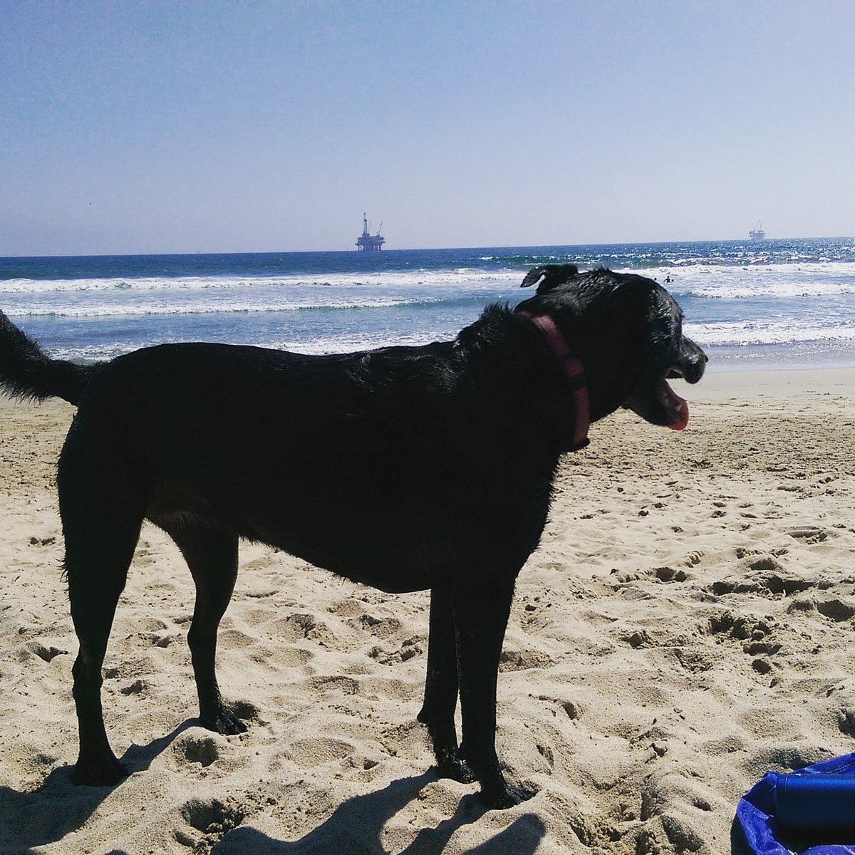 samarhefka's tweet photo. Spent part of yesterday at the beach for this girls 6th birthday!!! She had a blast and my greyhound tried to go meet all the other dogs!! #DogsOfTwitter #dogmom https://t.co/CClBCE2HB6