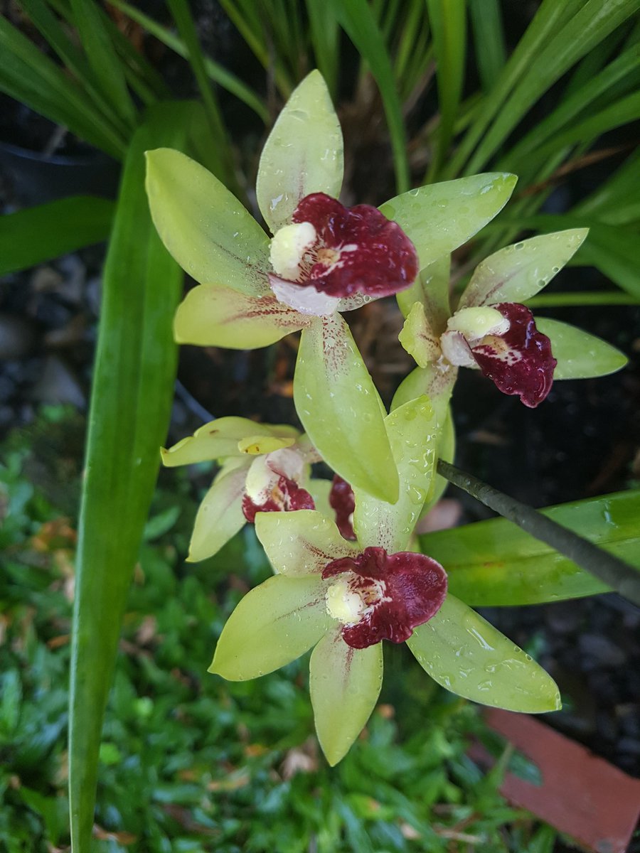 Cymbidium .. small flowers