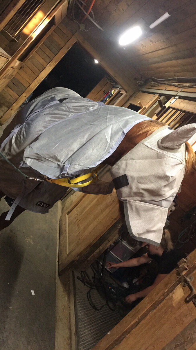 KaylaLeclair's tweet photo. I’m that over protective mother that buys their child a complete full neck fly sheet as well as a full fly mask. 😏 https://t.co/6WHB6fU5Ac