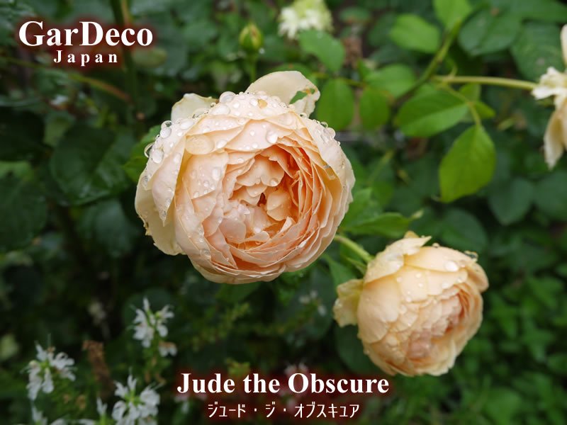 Gardeco Japan Twitter પર ジュードジオブスキュア Jude The Obscure の二番花です 株元に近い場所で咲きました ジュードはイングリッシュローズの中でも 耐病性が高い部類に入ると思います 無農薬でも黒点病が蔓延するには至りません 頼もしいバラですね