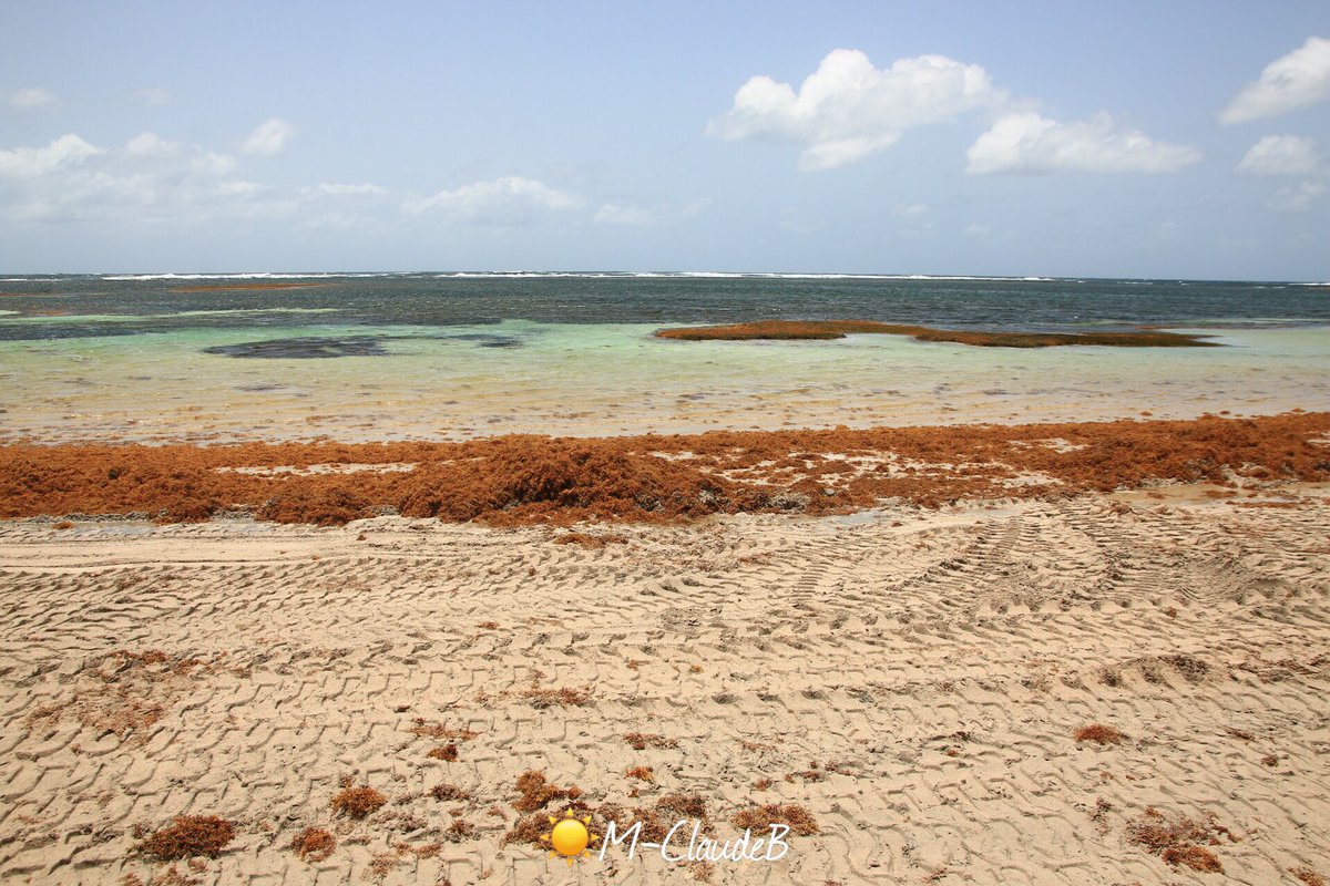 TSentan's tweet photo. Et ça continue à Sainte-Anne Martinique.... M. Hulot et Mme Girardin, vos 48heures... 🤪 #santé #environnement #Sargasses #Martinique #sainteanne #capchevalier #ansemichel #Hulot #Girardin #ministres #foutagedegueule https://t.co/EMjnKblnBj