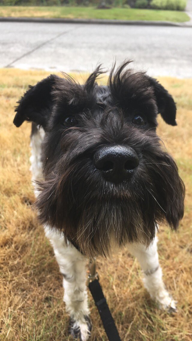 WeAreTeamSniff's tweet image. Poe, Henry, Lettie, Coco. #dogsofseattle ~ Courtney