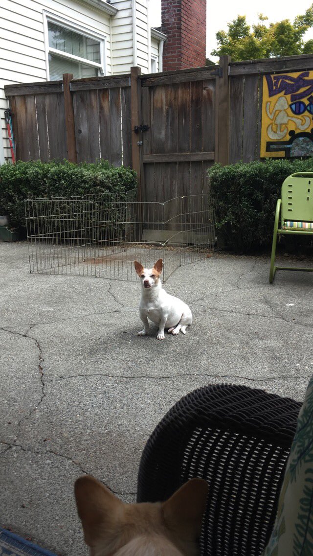 WeAreTeamSniff's tweet image. Poe, Henry, Lettie, Coco. #dogsofseattle ~ Courtney