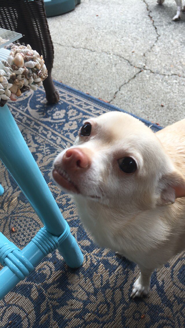 WeAreTeamSniff's tweet image. Poe, Henry, Lettie, Coco. #dogsofseattle ~ Courtney