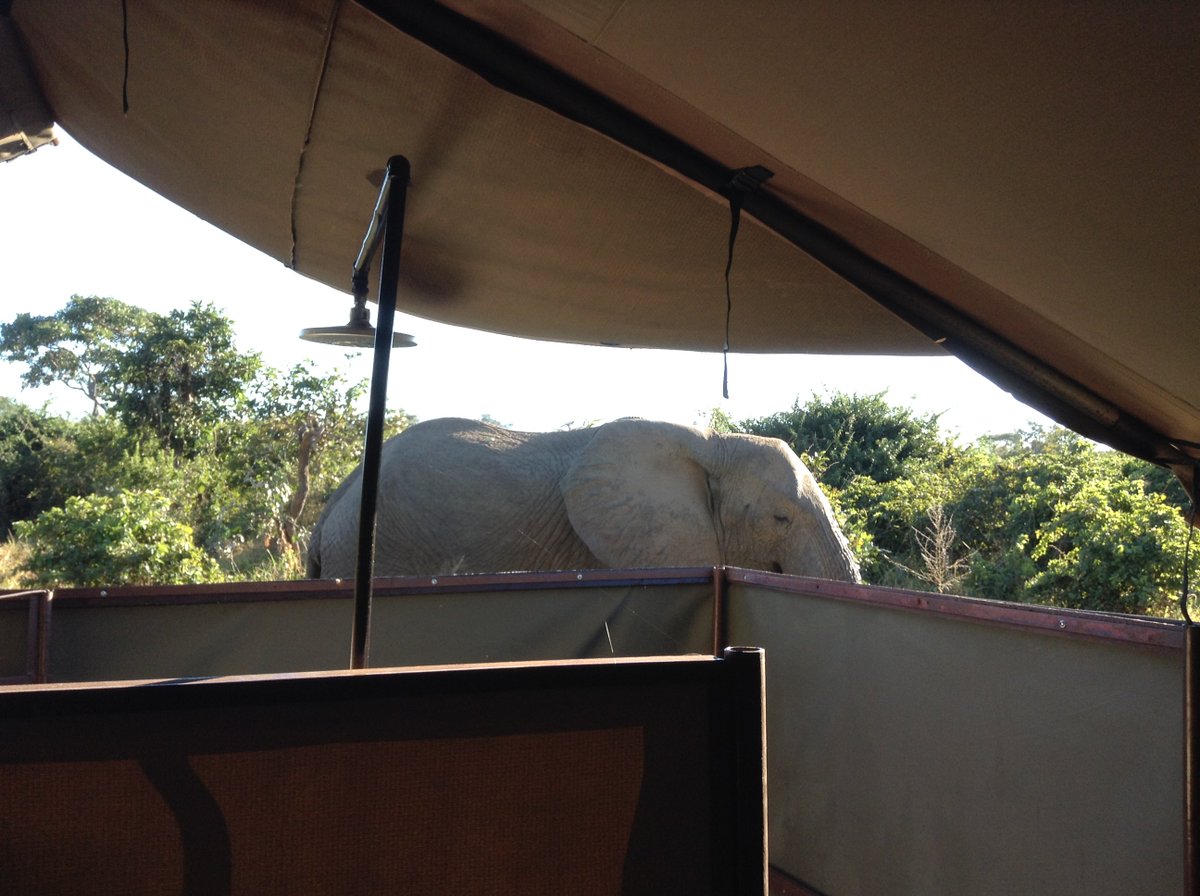 EDMdonya's tweet photo. Good morning from Mdonya !
#Africa #tanzania #Ruaha #morningshower #bushcamps #wilderness #Mdonyaoldrivercamp https://t.co/pI9FNkzVZP