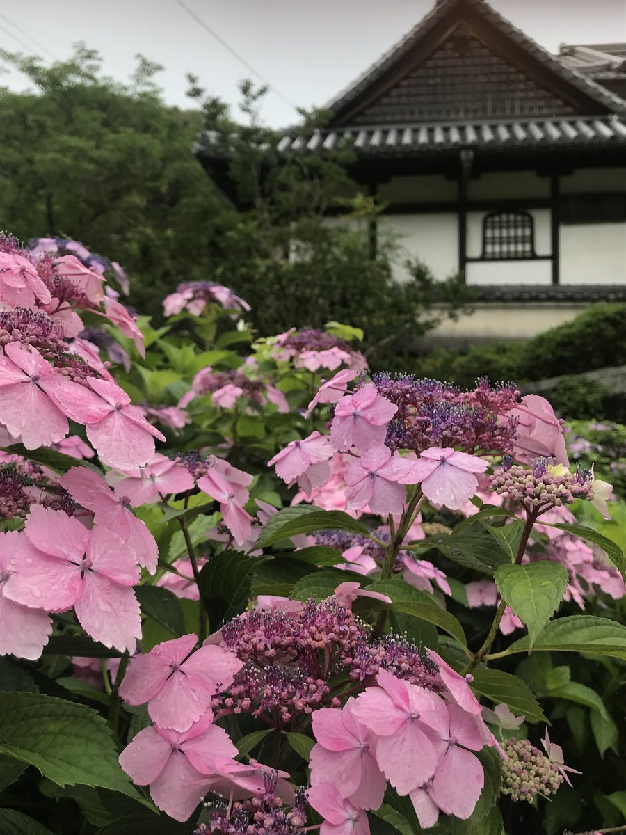 生駒市 観光 経済振興 農業 V Twitter 長弓寺のあじさいが満開です O 長弓寺 生駒市 あじさい