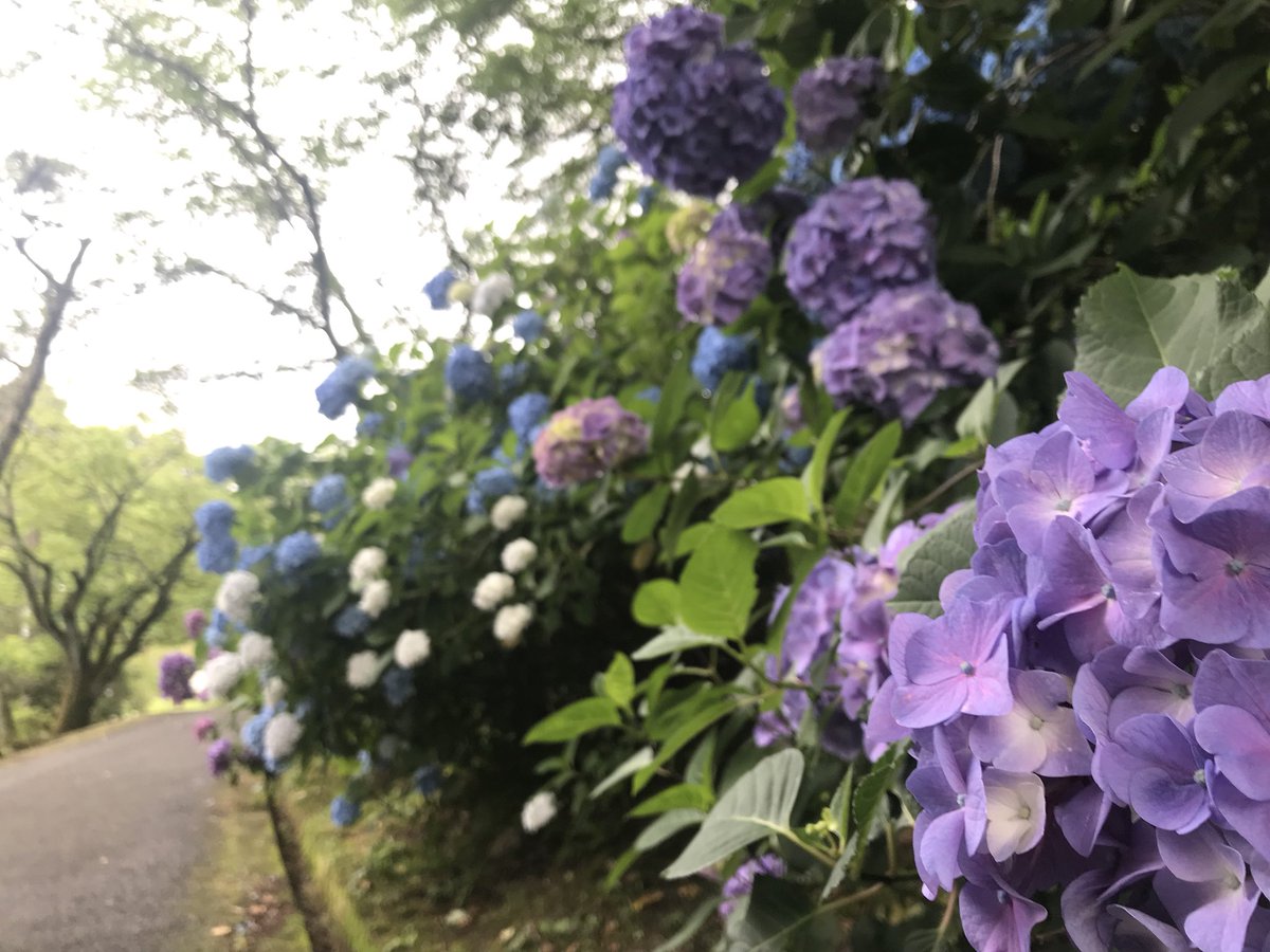 生駒市 観光 経済振興 農業 V Twitter 長弓寺のあじさいが満開です O 長弓寺 生駒市 あじさい