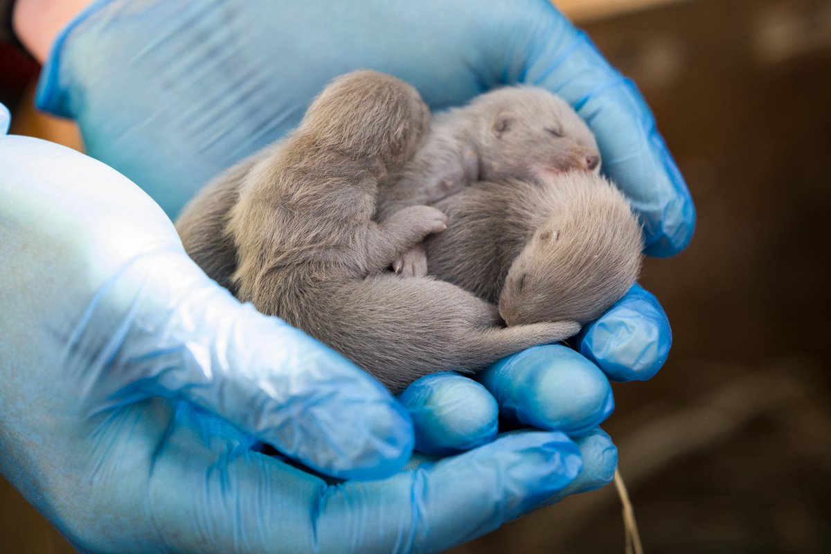 WWFespana's tweet photo. Una feliz noticia: han nacido los primeros visones europeos de la temporada en el centro de cría de @FIEBFoundation 💚 No nos olvidemos de esta especie en peligro crítico de extinción #MenosDe500 https://t.co/BAOrwWc2g9