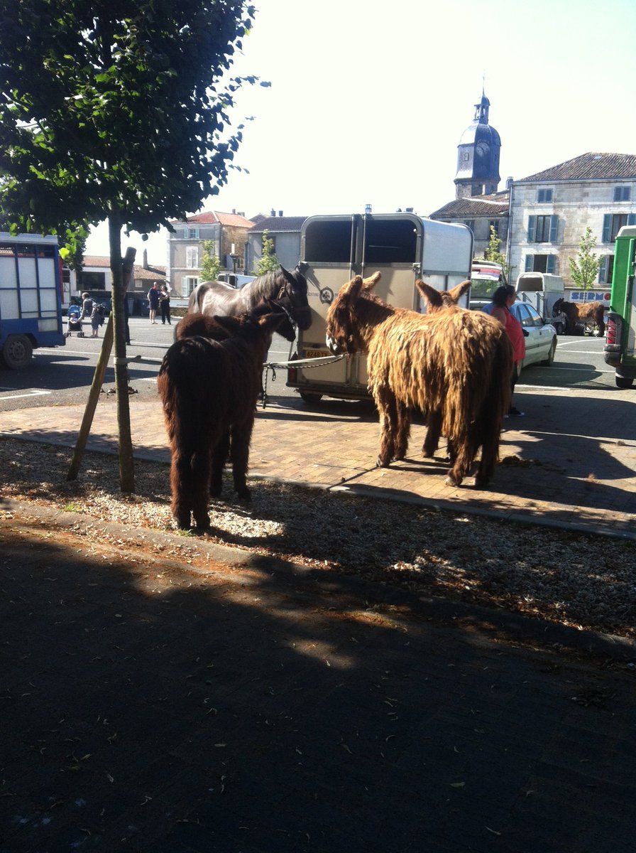 yvdebien's tweet photo. #Melle, demain samedi de 9 à 13h place du #marché le traditionnel #concours d’ #élevage du #baudet du #Poitou et du #trait #poitevin et 2ème bourse aux #boucs #poitevins #ADDCP @2SEVRESTOURISME @TheDSMagazine @VisitNAquitaine @VilledeMelle https://t.co/X94BY0RoSH