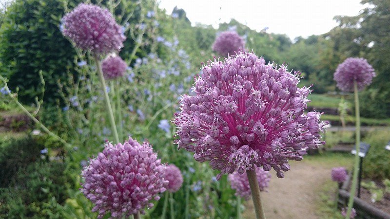 宇治市植物公園ucbpark Twitter ನಲ ಲ ジャンボニンニクの花が咲きました 雨が降ると 付近にかすかにニンニク の香りが漂います セリ科の花にはシマシマのカメムシが集合しています 宇治市植物公園ucbpark Twitter ನಲ ಲ ジャンボニンニクの花が咲きました 雨が降ると 付近にかすかにニンニク の香りが漂います セリ科の花にはシマシマのカメムシが集合しています