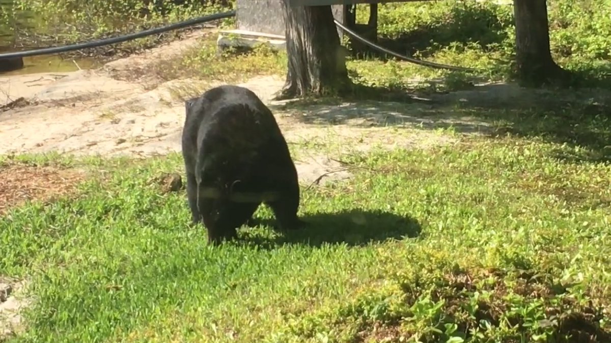 taxidermi's tweet photo. I hope to see this big boy in September I love hunting and fishing Taxidermi if you like check my YouTube channel https://t.co/6LFuxvf2Fb https://t.co/xKZTpWEhsu