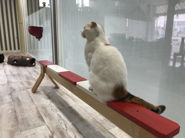 22年版 静岡県でおすすめの猫カフェ14選 お子様と一緒に 猫カフェナビ