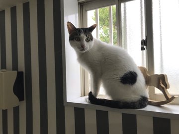 22年版 静岡県でおすすめの猫カフェ14選 お子様と一緒に 猫カフェナビ