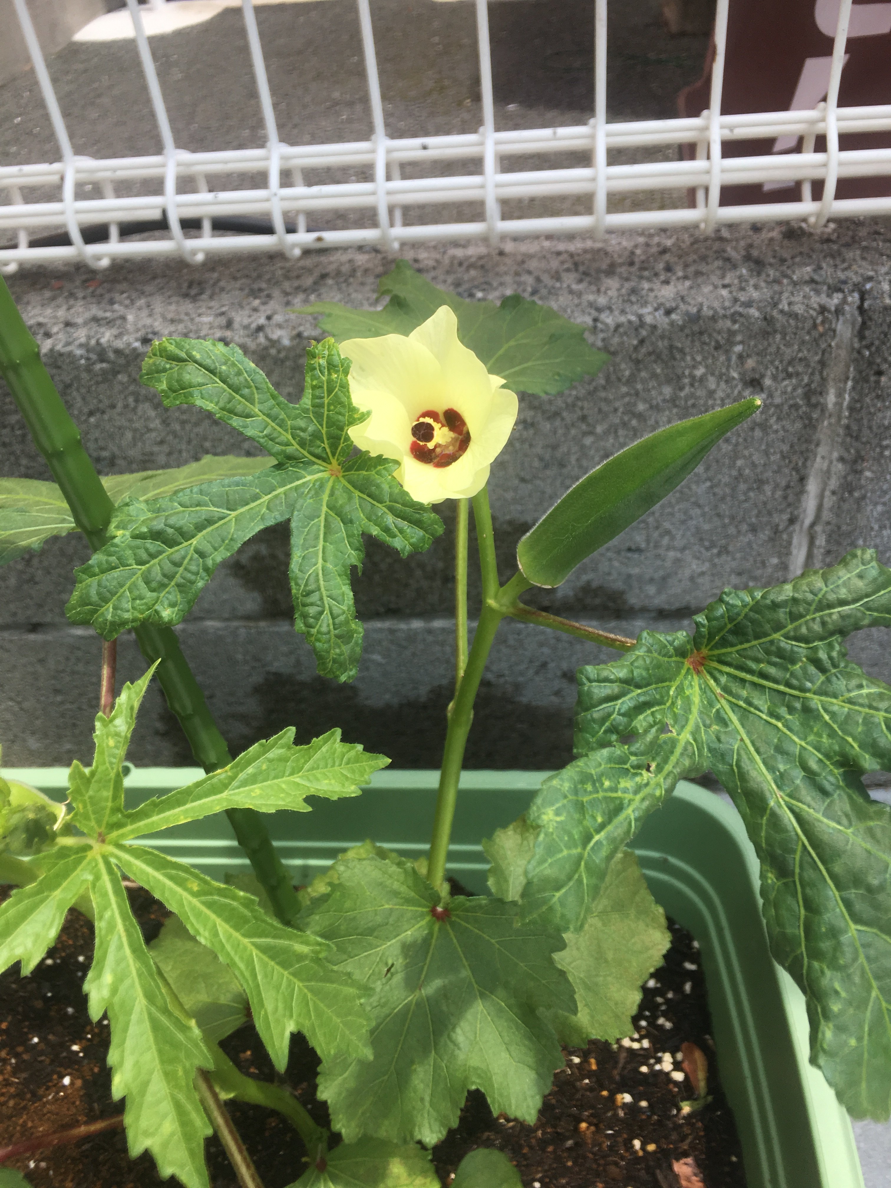 東海こども専門学校 Twitterissa 学校で栽培している野菜ができてきました 育てているのは ミニトマト オクラ ピーマン ナスです 何色の花が咲くのかな いつが収穫時かな 東海こども専門学校 専門学校 保育士 幼稚園教諭 幼児教育 資格 野菜の