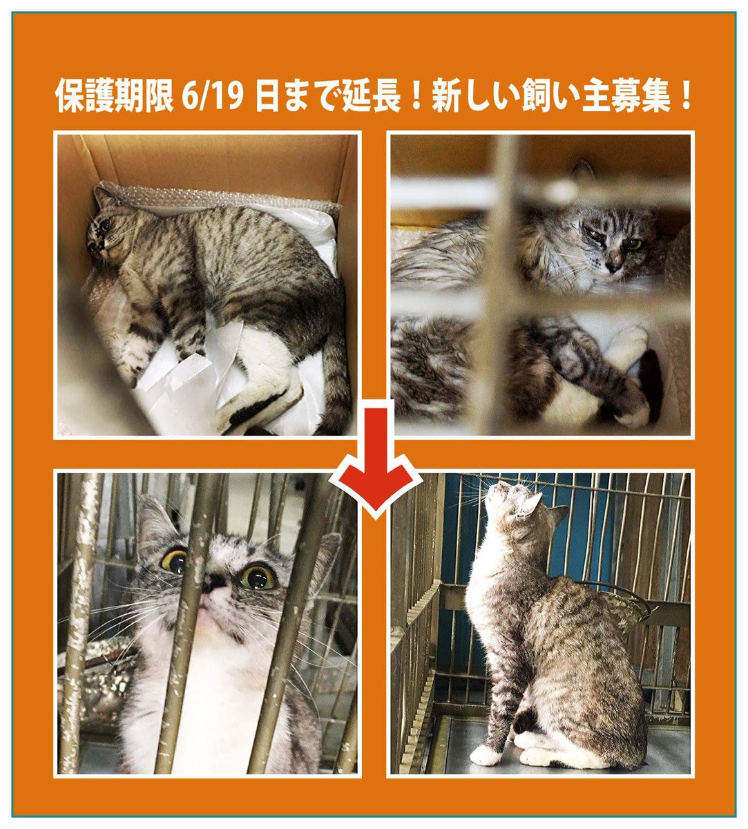 Yukiiro Cat A Twitter 愛媛県 松山市保健所 里親募集 期限6 19 火 まで 衰弱が酷く保護収容された成猫は 団体さんと職員さんのケアで元気になりましたが時間がありません 家族に迎えていただけませんか 保健所への苦情 厳禁 T Co