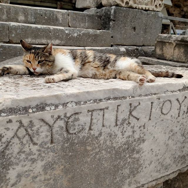 archaeologyart's tweet photo. Good Morning from Ephesus! #CatsofEphesus (Photo: Sarah Anne) https://t.co/55Uxjc5I5W