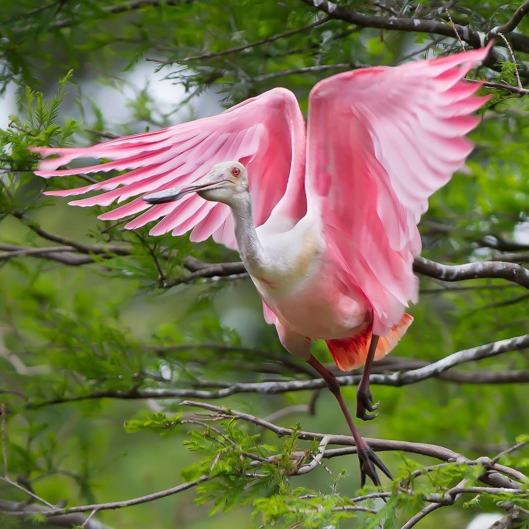 fuzzymugzapp's tweet photo. Did you know that Roseate Spoonbills are highly social. They feed with each other and with other wading birds and nest in colonies and fly in flocks π‘ Follow @jeffreypkarnes_birds for more amazing πΈ
β’
β’
β’
β’
β’
#fuzzymugz #wildlife_perfection #wildlifeaddicts #birdwatching https://t.co/lIvVe7aU2B