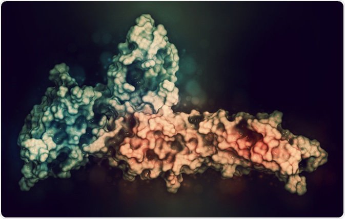 NewsMedical's tweet image. Programmed Cell Death Protein 1 (PD1) news-medical.net/health/Program… #Cell #CellDeath #ProgrammedCellDeath #Protein