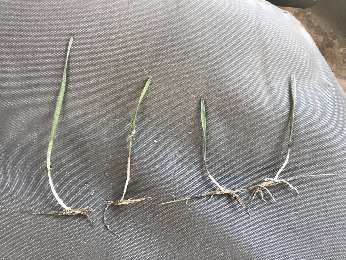 <a href="/Bayer4CropsAU/">Bayer AU 🇦🇺 | Crop Science</a> #sakura doing a cracking job on Brome this year. These plants were dug out. No root system, will be dead once topsoil dries out.