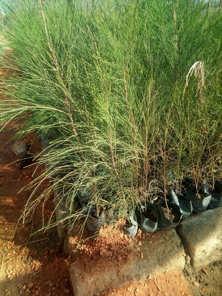 Zim Trees tweet media