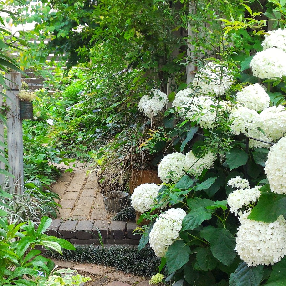 さえ 江咲早恵 こちらはアメリカアジサイのアナベル 庭は緑が増えて鬱蒼としてきました あじさい アジサイ 紫陽花 ガーデニング 庭
