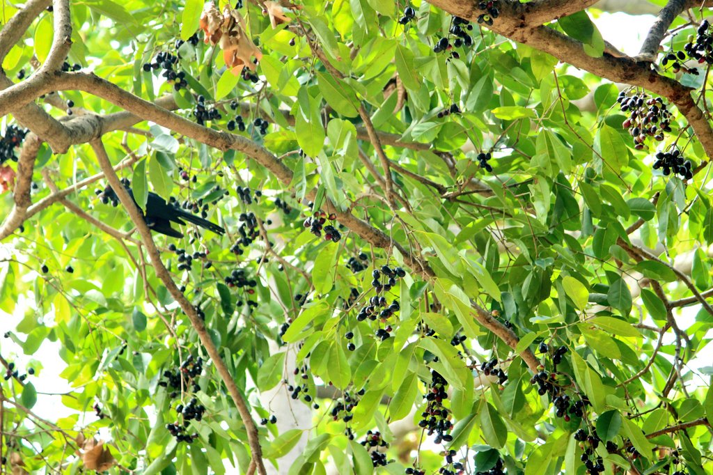 Parveen Kaswan, IFS on Twitter: "A loaded Jamun tree. Recent rains have  added colour and taste to the fruits.… "