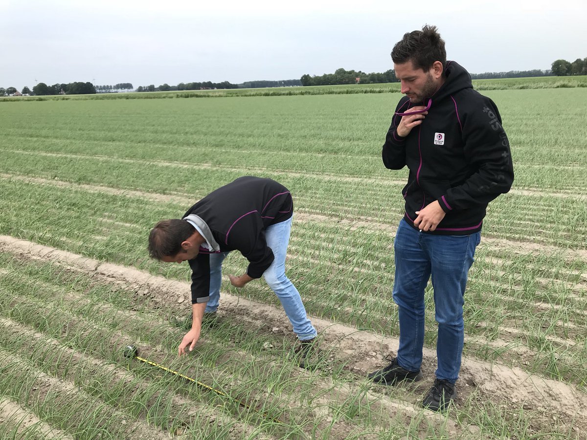 Jaap_Jonker9's tweet photo. Wisselende stand van de #uien en #sjalotten gezien. Zeer mooie #redlander #biologisch #meeldauwresistent ook #bolling in #redlight https://t.co/E4JvEp51UA