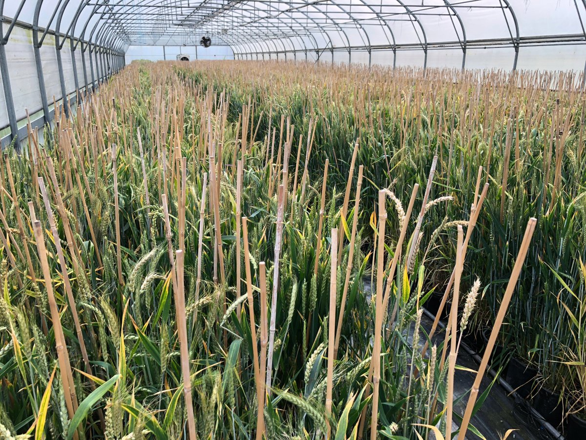 PDevaux_FD's tweet photo. Day life in the greenhouse – One more significant step in the #doubledhaploid plant production: all bags to ensure #selffertilization have been removed while #seedset has occurred. Excited to see them #ripening within the coming weeks. @Delphine_FD @GroupeFDesprez https://t.co/k5xe2b8k5K