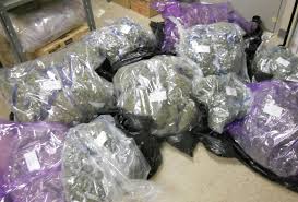 LPop420's tweet photo. A government that allows legal drugs more harmful than marijuana, is crazy.  Cultivating the most medical marijuana in the world for exportation, whilst criminalising it's own people, is psychotic. https://t.co/eKlLb0JHhB