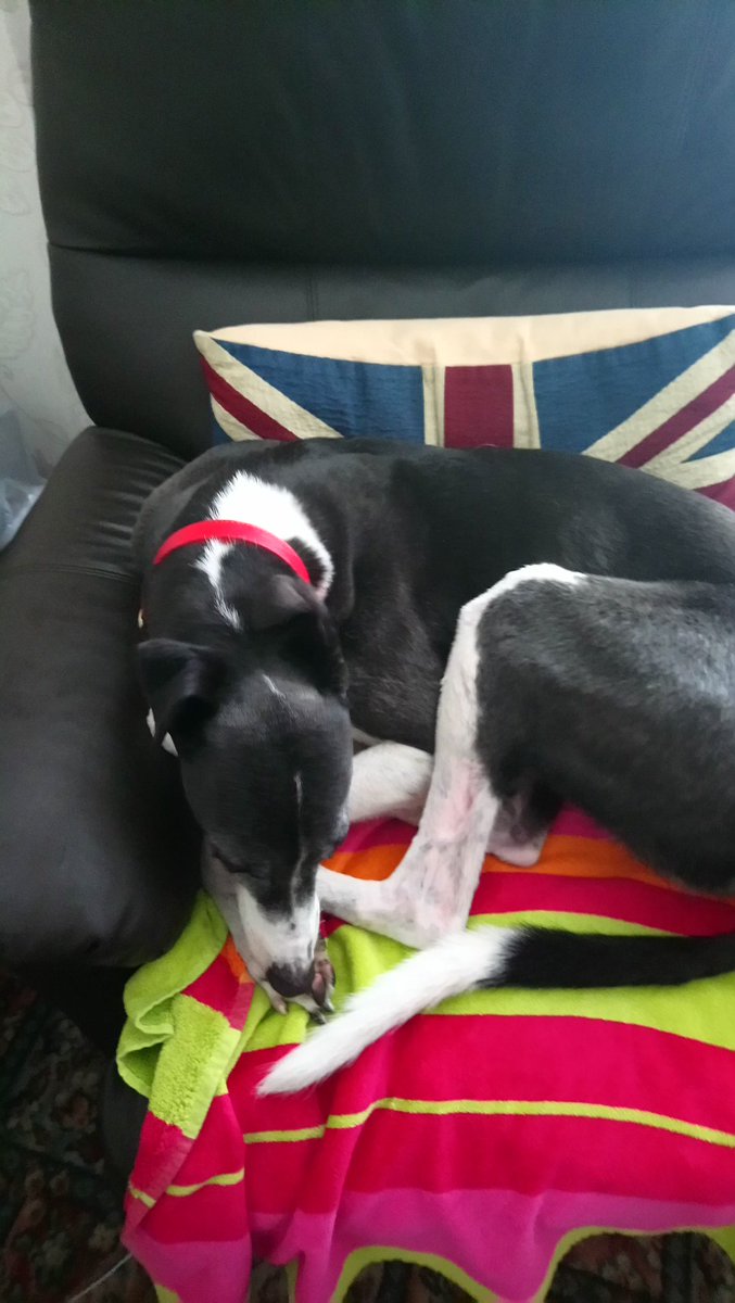 Thanks so so much to the 3 @northumbriapol @npdogsection for finding and keeping safe our greyhound charlie, back in his favourite chair thanks to them #worththeirweightingold