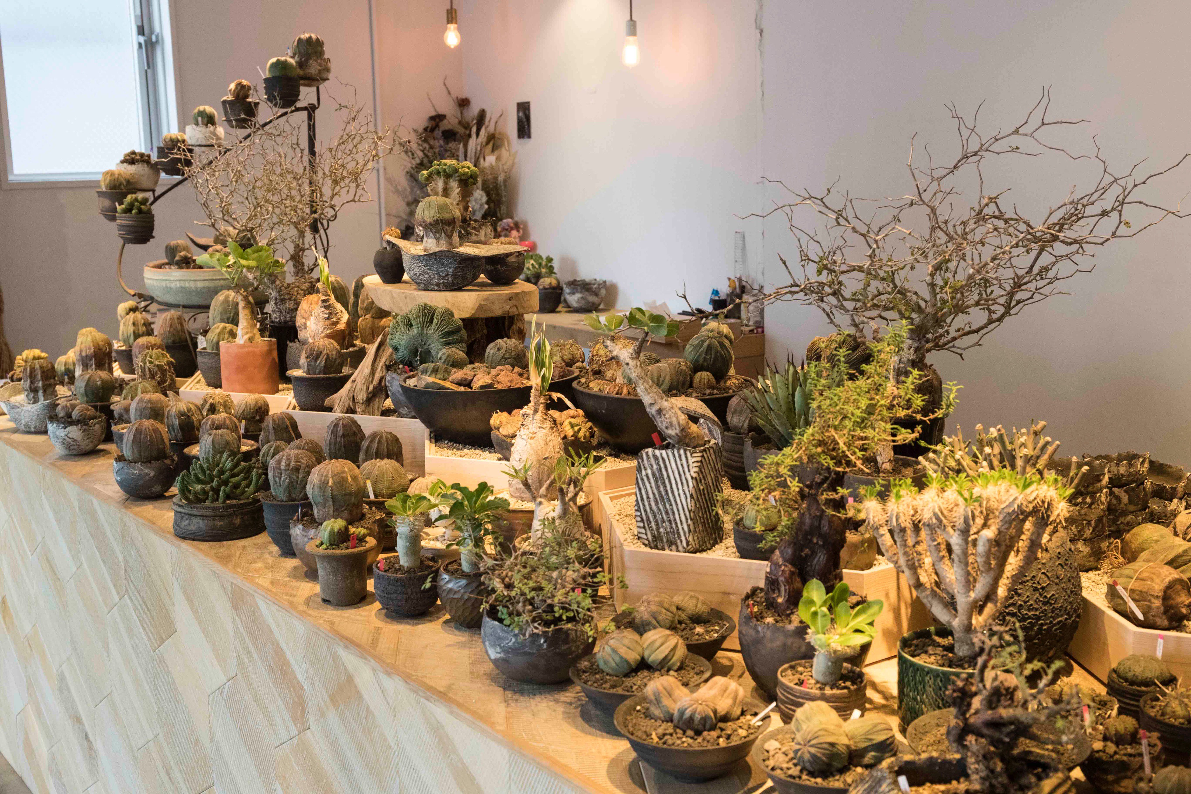 Brutus 珍奇植物 本日発売 東京 高円寺にある 芽の巣山 では 今週末 三人の植物バイヤーによるイベント アガベの山 を開催 立派に育った美株アガベが大集合 ブックインブック Bizarre Plants Shop Guide より Brutus ブルータス 珍奇