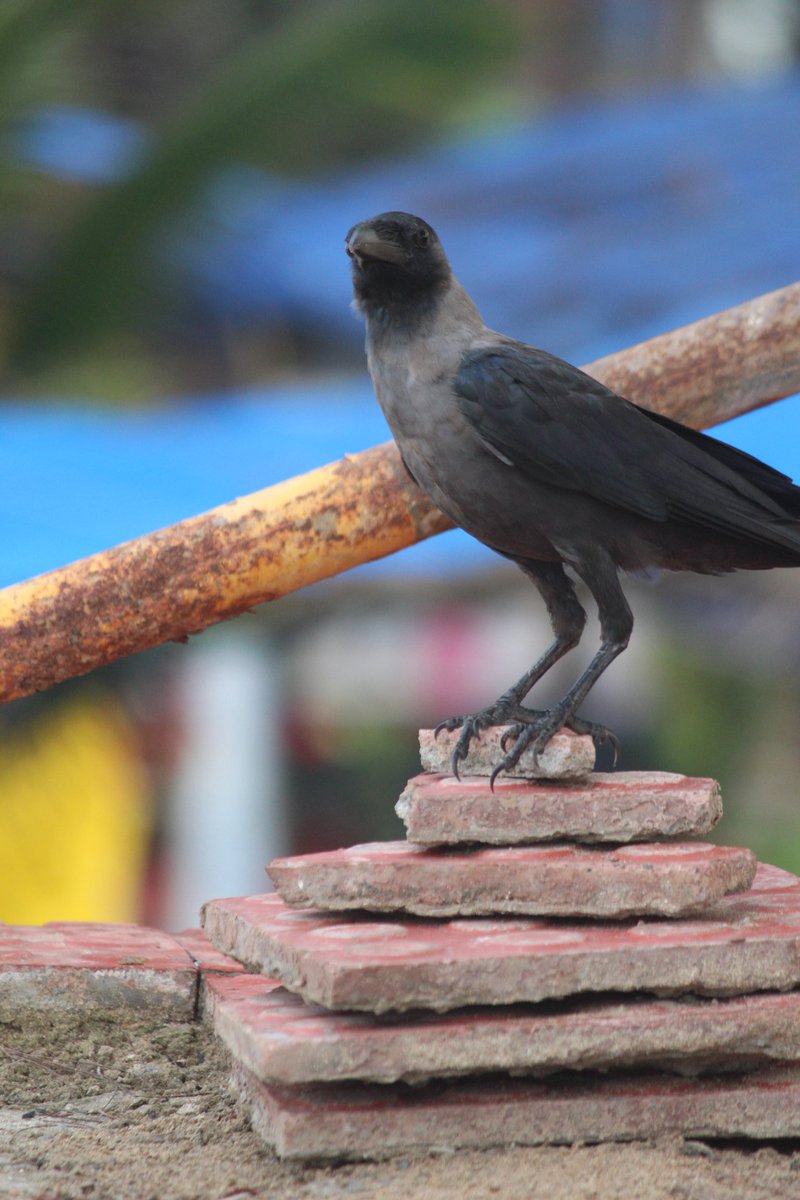 NiteshC52311279's tweet photo. My first click canon Eos 1200Dcanon #canon_official #canonphotography #canoncamera #canonphoto #lifeinism #hashtagsgen #photoday #photogenic #photooftoday #photoparade #phototheday #photoshare_everything #photograpy #photographers #photobombed #photoshake #photoglobe https://t.co/18VD4Ix9QF