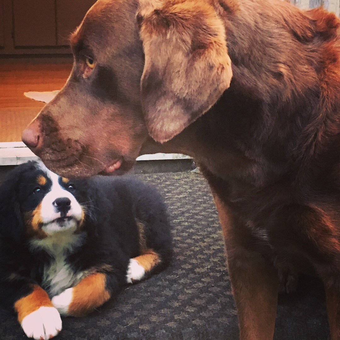 CLH_57's tweet photo. @ACANAPetfood My 3yo Chocolate - Murphy loves the #Acana #Grassland our new addition Nea already on her way with #Acana #largebreedpuppy #BerneseMountainDog #ChocolateLab #feedthemright https://t.co/7VWmtWBvRa