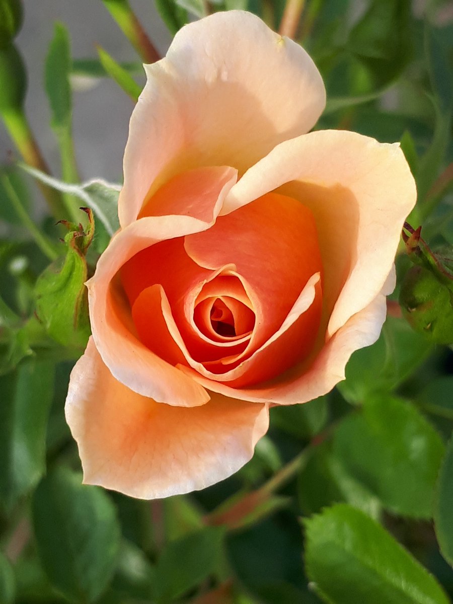 CanYaJust1's tweet photo. Lovely patio rose,just starting to open https://t.co/QhU9iRpOVa