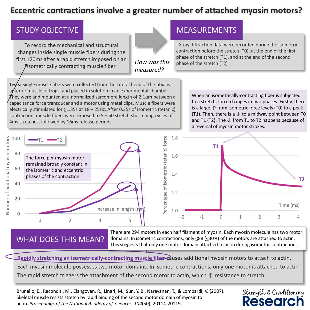 SandCResearch's tweet photo. The number of attached myosin motors is higher during eccentric contractions than during isometric (tetanic) contractions, and this may help explain the greater forces that can be produced https://t.co/KlvWhCf8Qe
