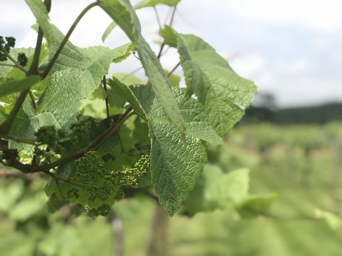 We have some little grapes growing through!