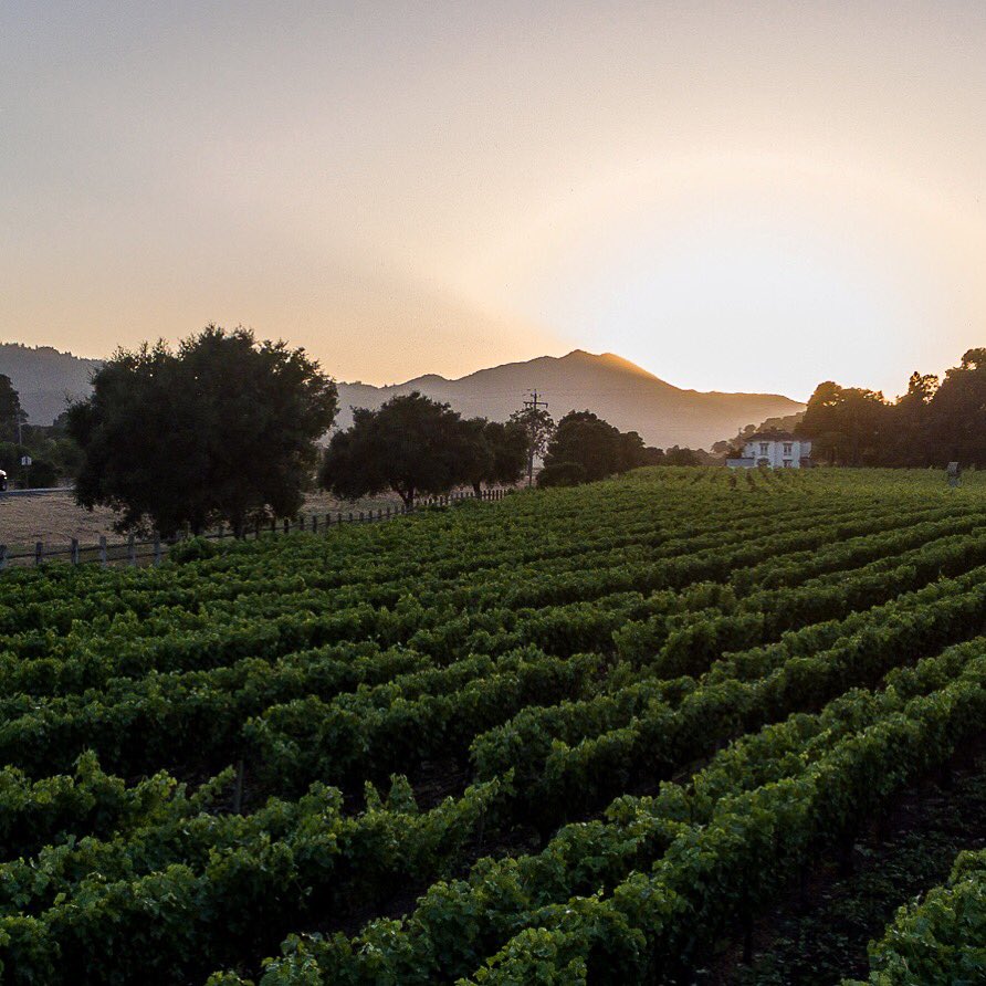 Last light on our Totem vineyard, birthplace of our Georgia #SauvignonBlanc. Join <a href="/anthonygiglio/">Anthony Giglio</a> in Aspen this Friday and Saturday for his seminar, ‘Will the Real Sauvignon Blanc Please Stand Up?’ to see how she fares. 3:45pm at the Old Aspen Art Museum. #fwclassic