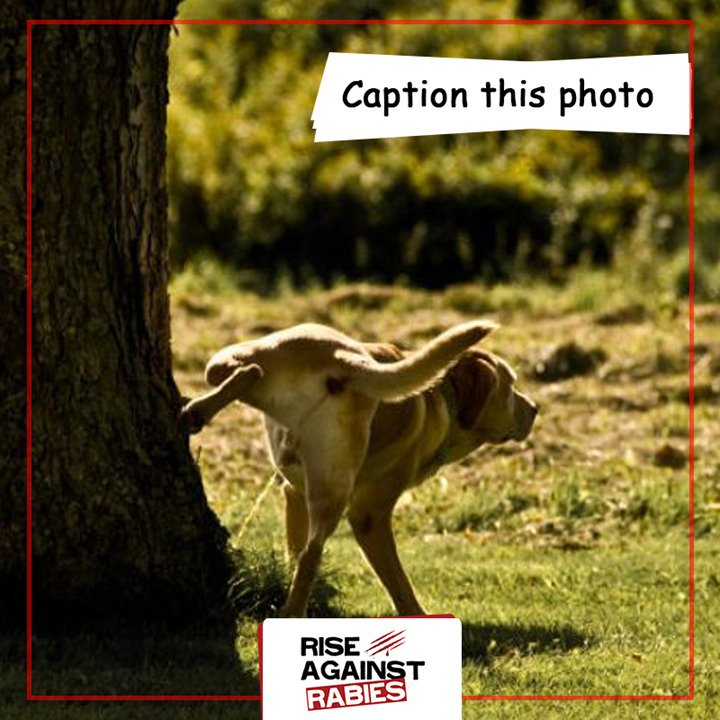 Rise Against Rabies tweet media